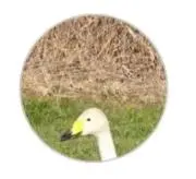 たぬ