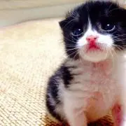 RRRの画像