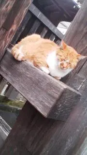 ぴらにあの画像