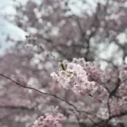 しゅうの画像