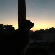 パドゥシャ