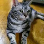 ケリードム