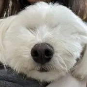 まるぷー