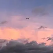 Mugikuroの画像