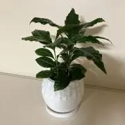 珈琲の木の画像