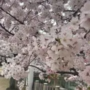 なちの画像