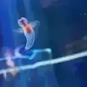 MOYASHIの画像