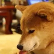 こ豆柴の画像
