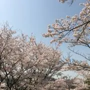 mayuyu.h.hの画像