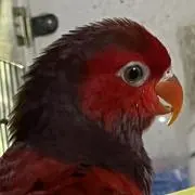赤鳥の画像