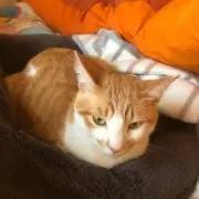 れお◢