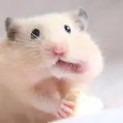 かぴ丸の画像