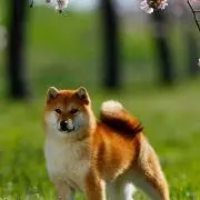スバルの画像