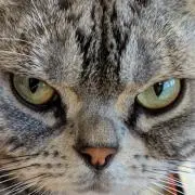 カミュ(プロフ必見)の画像