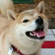 いかちゃん