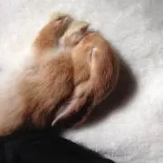 ダイヤ