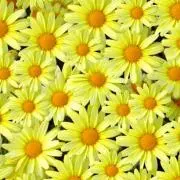 ハッピーの画像