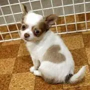 りゅう
