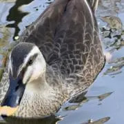 カルガモん【即購入OKプロフ必読】の画像