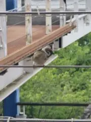 Reeの画像