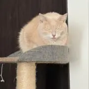 きなこ
