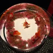 ハイビスカス