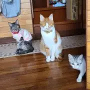 雪苺*すのーべりぃ*  MINAMIの画像