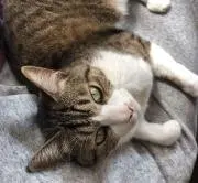 サチコの画像