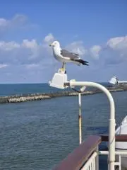 さくぱんの画像