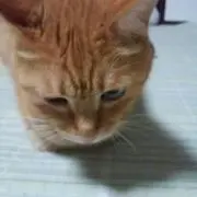 チャーリーの画像