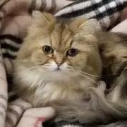 めろころ