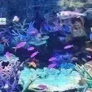 ミミっこの画像