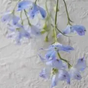 ay❁*·の画像