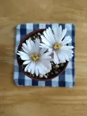 きいろの画像