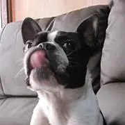 イギー