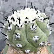 anzukoの画像