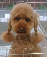 DOGの画像