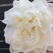ちびすけの画像