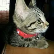 Hana