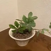 ハピの画像