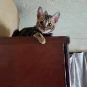 いたぽん