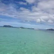 クロの画像
