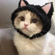 あおの画像