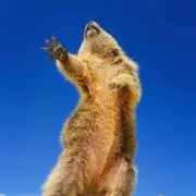 しばのまの画像