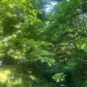 ひまわりの画像