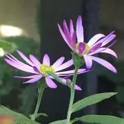 こじこじ