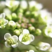 penの画像