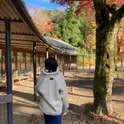 さくの画像