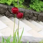 chiiの画像