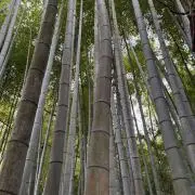 ピンク♪の画像